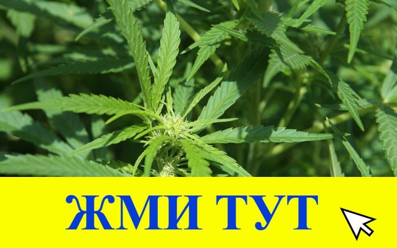 Купить наркотики в Тамбове